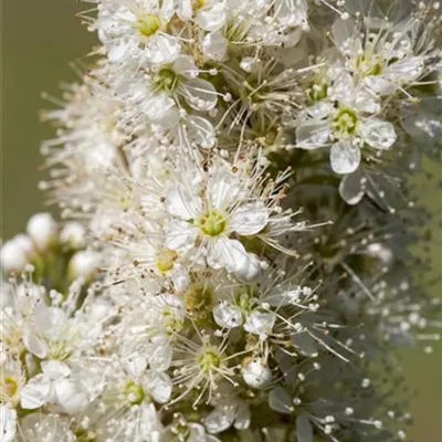 C 3 30- 40 - Niedrige Fiederspiere - Sorbaria sorbifolia - Collection