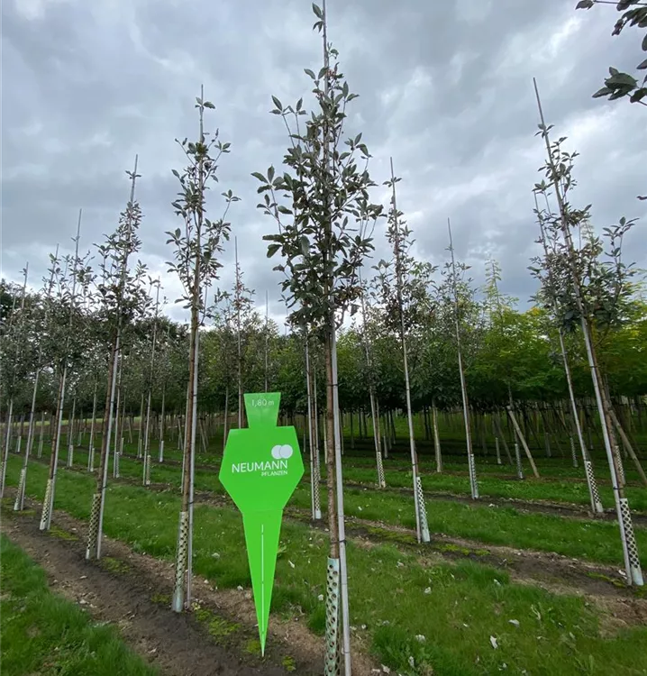 Großlaubige Mehlbeere - Sorbus aria 'Magnifica' - Collection