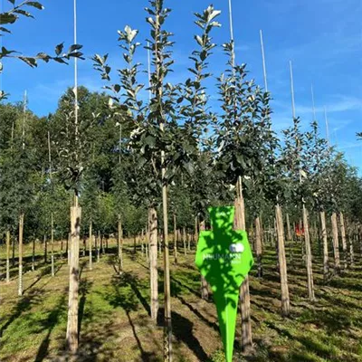 H 3xv mDb 16- 18 - Großlaubige Mehlbeere - Sorbus aria 'Magnifica' - Collection