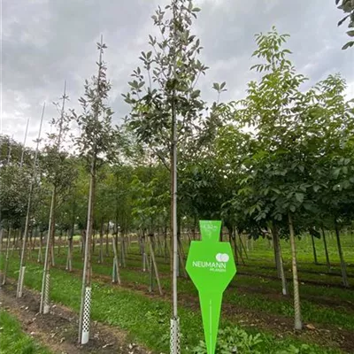 H 3xv mDb 18- 20 - Großlaubige Mehlbeere - Sorbus aria 'Magnifica' - Collection