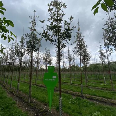 H 3xv mDb 18- 20 - Großlaubige Mehlbeere - Sorbus aria 'Magnifica' - Collection