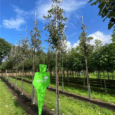 H 4xv mDb 20- 25 - Großlaubige Mehlbeere - Sorbus aria 'Magnifica' - Collection