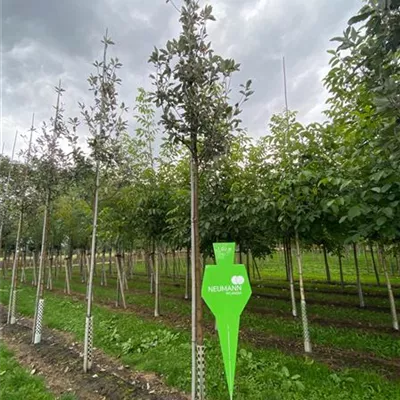 H 4xv mDb 20- 25 - Großlaubige Mehlbeere - Sorbus aria 'Magnifica' - Collection