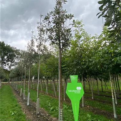 H 4xv mDb 20- 25 - Großlaubige Mehlbeere - Sorbus aria 'Magnifica' - Collection