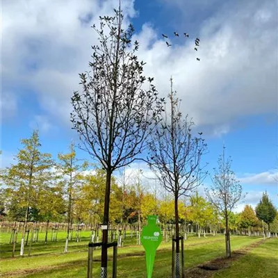 Sol Baum 5xv mDb 150-200 x 500-700 30- 35 - Großlaubige Mehlbeere - Sorbus aria 'Magnifica' - Collection