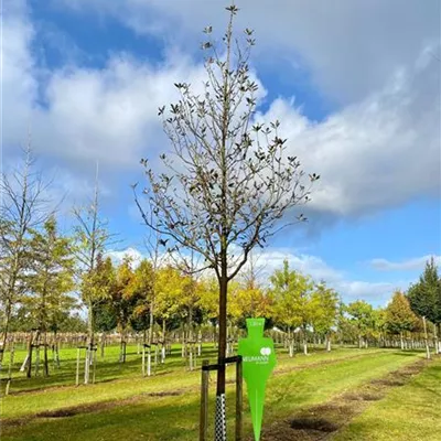 Sol Baum 5xv mDb 150-200 x 500-700 30- 35 - Großlaubige Mehlbeere - Sorbus aria 'Magnifica' - Collection