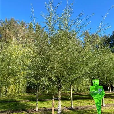 H 4xv mDb 20- 25 - Hänge-Eberesche - Sorbus aucuparia 'Pendula' - Collection