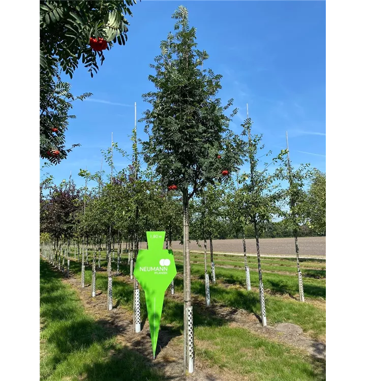 Eberesche 'Sheerwater Seedling' - Sorbus aucuparia 'Sheerwater Seedling' - Collection