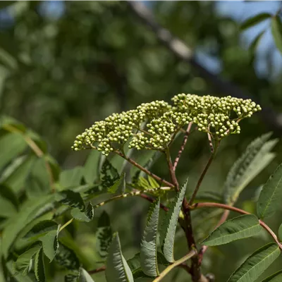 Sol 3xv mB 125- 150 - Schmuck-Eberesche - Sorbus decora - Collection