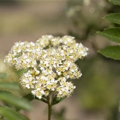 Sol 3xv mDb 150- 200 - Eberesche 'Joseph Rock' - Sorbus 'Joseph Rock' - Collection