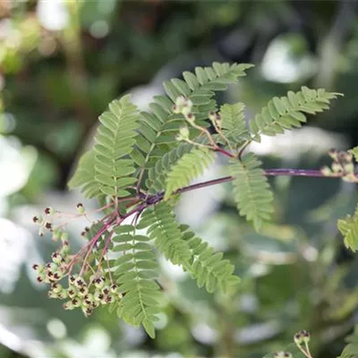 Sol 3xv mB 125- 150 - Strauch-Eberesche - Sorbus koehneana - Collection