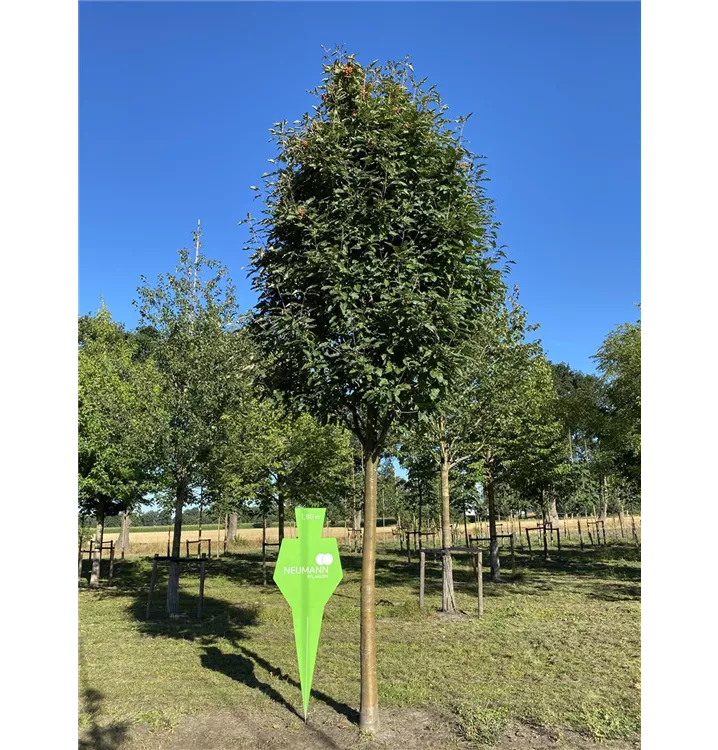 Thüringische Säulen-Eberesche - Sorbus thuringiaca 'Fastigiata' - Collection