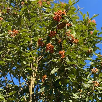 Sol Baum 5xv mDb 150-200 x 500-700 35- 40 - Thüringische Säulen-Eberesche - Sorbus thuringiaca 'Fastigiata' - Collection