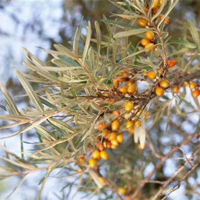 im Container Höhe 50-60cm - Sanddorn, weiblich 'Leikora' - Hippophae rhamnoides 'Leikora'