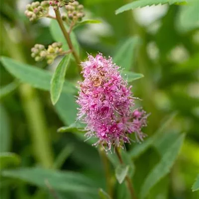 C 3 40- 60 - Kolbenspiere 'Triumphans' - Spiraea billardii 'Triumphans' - Collection