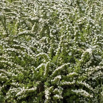 C 3 40- 60 - Japanische Strauchspiere - Spiraea nipponica - Collection