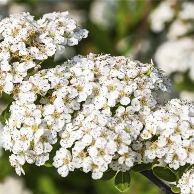 Sol 3xv mB 80- 100 - Strauchspiere 'Snowmound' - Spiraea nipponica 'Snowmound' - Collection