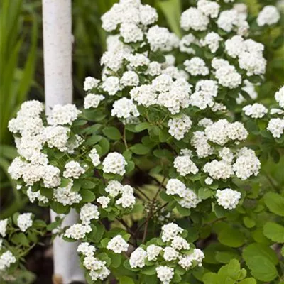 Sol 3xv mB 80- 100 - Prachtspiere - Spiraea vanhouttei - Collection