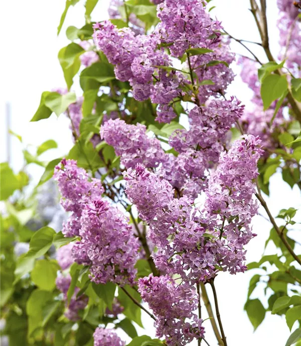 Syringa chinensis - Collection