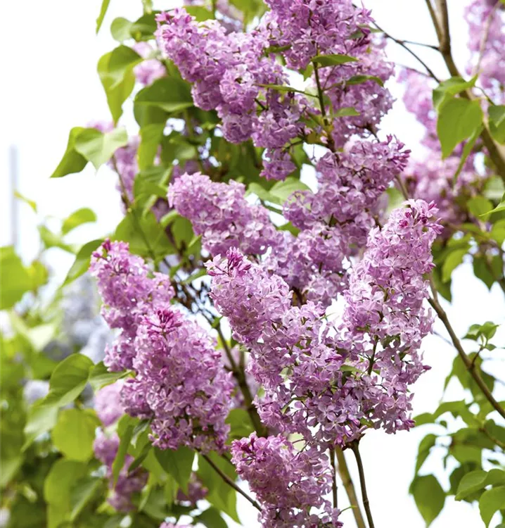 Chinesischer Flieder - Syringa chinensis - Collection