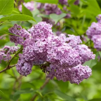 Sol 3xv mB 80- 100 - Königsflieder - Syringa chinensis 'Saugeana' - Collection