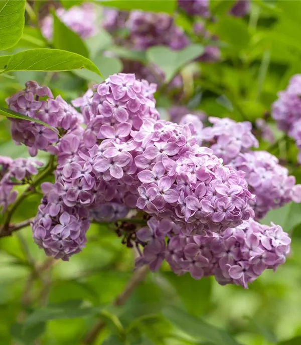 Syringa chinensis 'Saugeana' - Collection