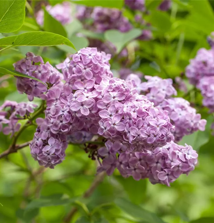 Königsflieder - Syringa chinensis 'Saugeana' - Collection