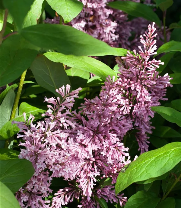 Syringa 'James Macfarlane' - Collection