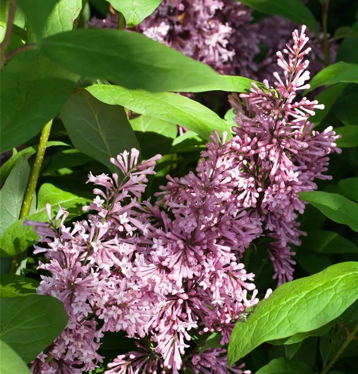 Botan.Flieder 'James Macfarlane' - Syringa 'James Macfarlane' - Collection