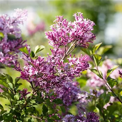 vStr mB 3 Tr. 40- 60 - Ungarischer Flieder - Syringa josikaea - Collection