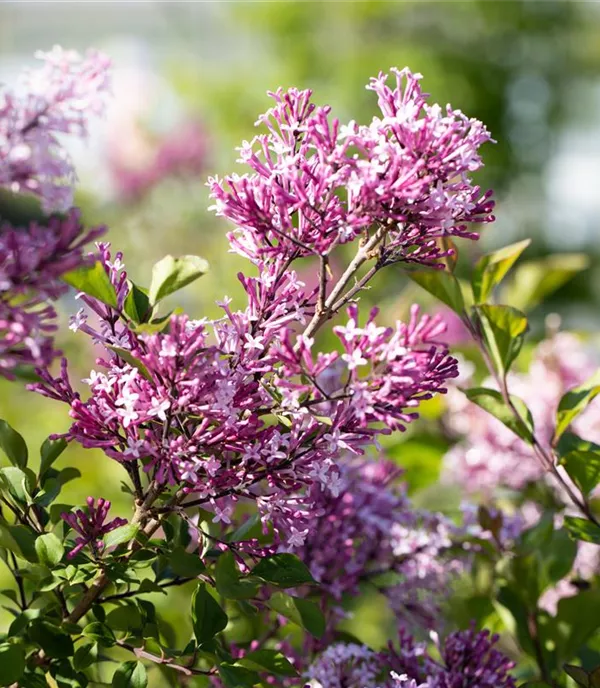 Syringa josikaea - Collection