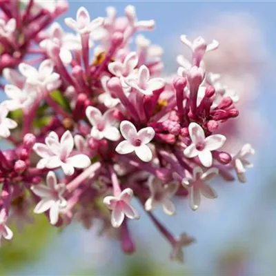 Sol 3xv mB 80- 100 - Herbstflieder - Syringa microphylla 'Superba' - Collection