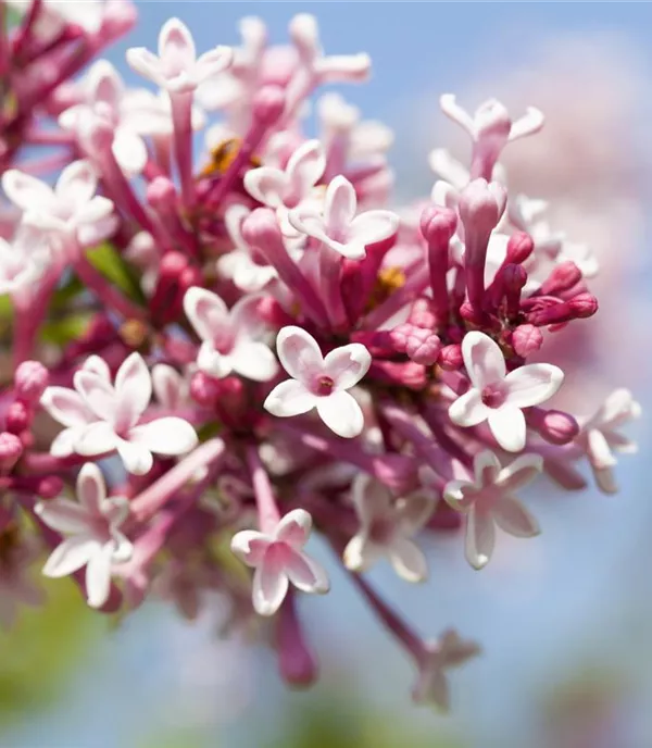 Syringa microphylla 'Superba' - Collection