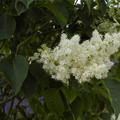 Sol 3xv mB 80- 100 - Baumflieder 'Ivory Silk' - Syringa reticulata 'Ivory Silk' - Collection