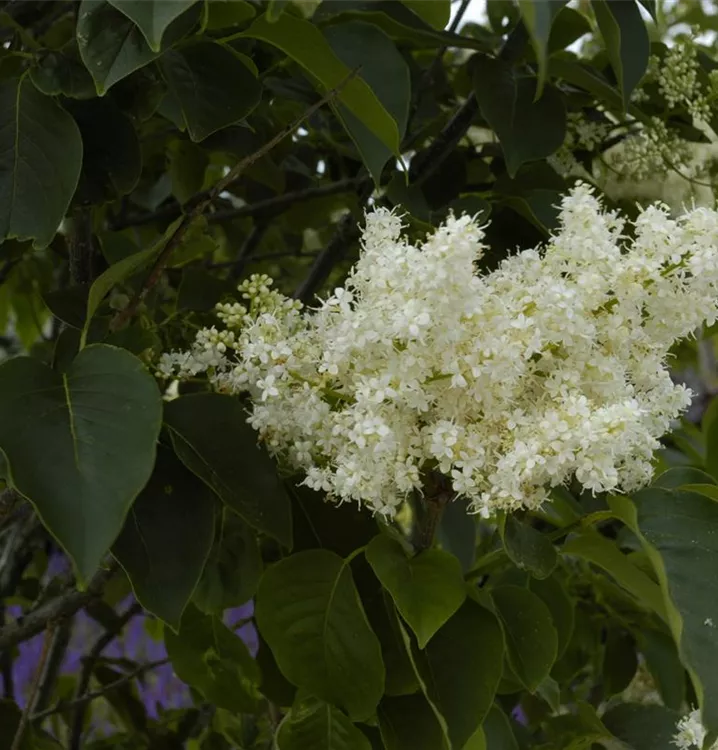 Baumflieder 'Ivory Silk' - Syringa reticulata 'Ivory Silk' - Collection