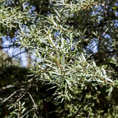 Container 50 - 60 - Sanddorn - Hippophae rhamnoides männlich