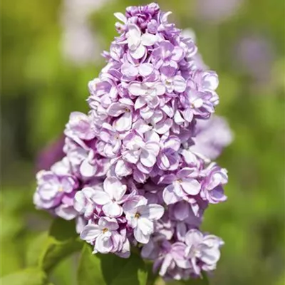 Sol 3xv mB 80- 100 - Edelflieder 'Belle de Nancy' - Syringa vulg.'Belle de Nancy' - Collection