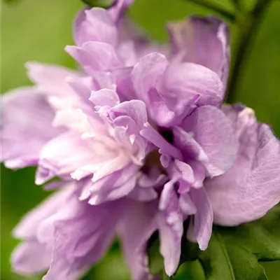 Container 50 - 60 - Hibiscus, Eibisch - Hibiscus syriacus 'Ardens'