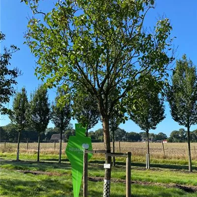 Sol Baum 5xv mDb 30- 35 - Edelflieder 'Charles Joly' - Syringa vulg.'Charles Joly' - Collection