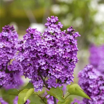 C 3 we 40- 60 - Edelflieder 'Ruhm von Horstenstein' - Syringa vulg.'Ruhm von Horstenstein' - Collection