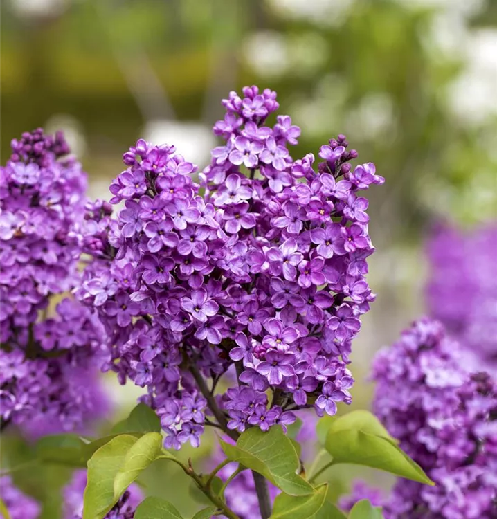 Edelflieder 'Ruhm von Horstenstein' - Syringa vulg.'Ruhm von Horstenstein' - Collection