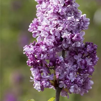 Sol 3xv mB 80- 100 - Edelflieder 'Perle von Stuttgart' - Syringa vulg.'Perle von Stuttgart' - Collection