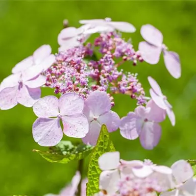 Topfgrösse 4 Liter - Hortensie - Hydrangea serrata 'Bluebird'