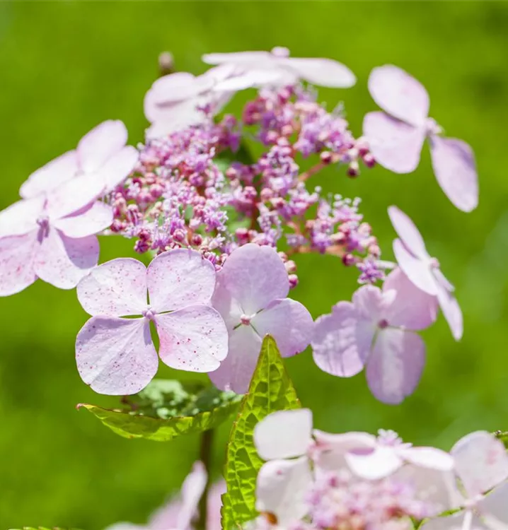 Hortensie - Hydrangea serrata 'Bluebird'