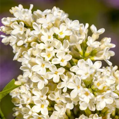 Sol 3xv mB 80- 100 - Edelflieder 'Primrose' - Syringa vulg.'Primrose' - Collection