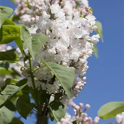 Sol 3xv mB 80- 100 - Edelflieder 'Schöne von Moskau' -R- - Syringa vulg.'Schöne von Moskau' -R- - Collection