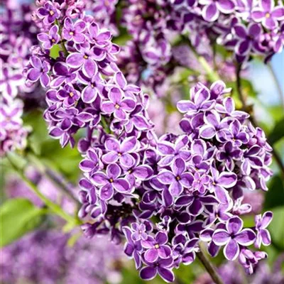 Sol 3xv mB 80- 100 - Edelflieder 'Sensation' - Syringa vulg.'Sensation' - Collection