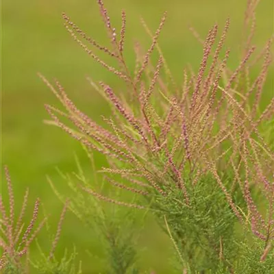 C 3 40- 60 - Kaspische Tamariske 'Pink Cascade' - Tamarix ramosissima 'Pink Cascade' - Collection