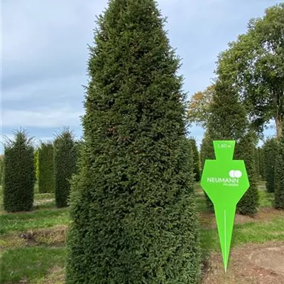 Sol 5xv mDb 100-125 x 350- 400 - Heimische Eibe - Taxus baccata - Collection