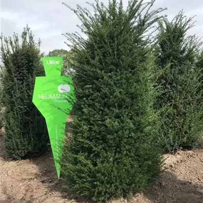 Sol 6xv mDb 150-200 x 225- 250 - Heimische Eibe - Taxus baccata - Collection